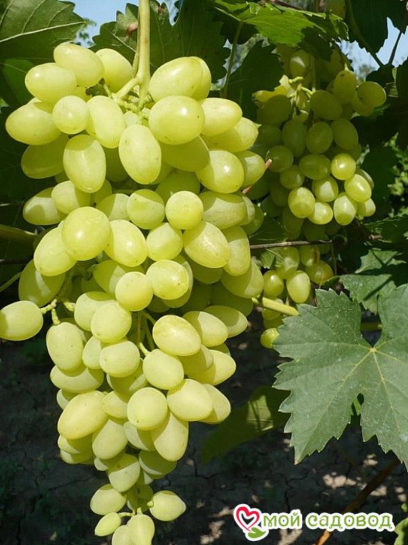 Виноград Осенний крупноплодный